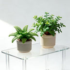 Acrylic Risers Display Stands 6mm Thick Rectangular 4-leg Acrylic Plant Stand, Clear Shelf Riser for Home Decor and Organizer (16x10x8 inch) - Image 2