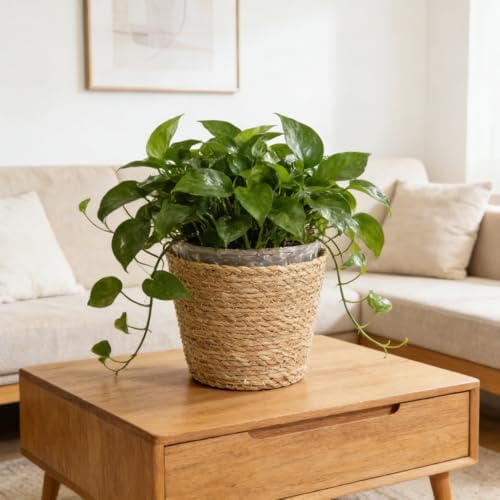 FOMIYES Home Decor Woven Straw Flower Pot Seagrass Planters Basket Garden Plant Pot Containers Wicker Rattan Vase Sundries Organizer Storage Bins for Indoor Outdoor Plants Vintage Decor - Image 6