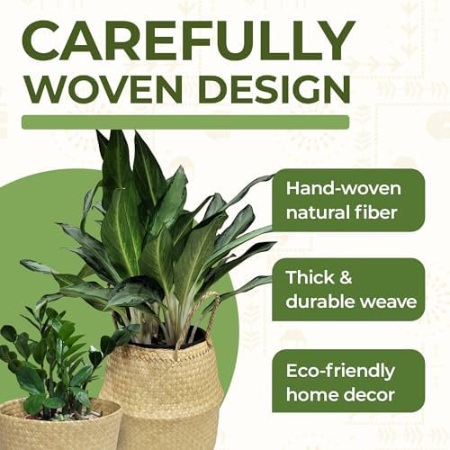 Seagrass Plant Basket Set of 3 with Handles – Handwoven Woven Basket Planter, Indoor Plant Basket & Plant Holder Basket, Natural Fiber Wicker Plant Pot Basket for Boho Farmhouse Home Decor - Image 5
