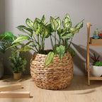 Cabilock Handwoven Hyacinth Planter Basket, Natural Woven Rattan Storage Basket for Small Plants, Eco-Friendly Indoor & Outdoor Decorative Pot Cover for Farmhouse, Boho Home Decor - Image 3