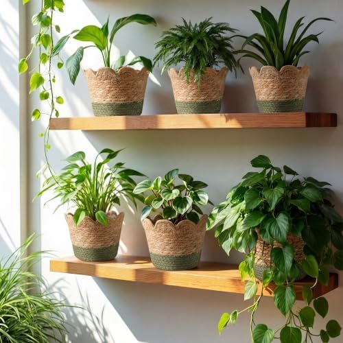 AceOrbit 6 Pcs Scalloped Seagrass Plant Basket, Medium, Brown and Green - Image 3
