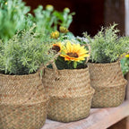 Qunclay 4 Pcs Woven Seagrass Baskets Belly Basket, Xs,S,M,L - Image 4