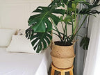 Large Woven Seagrass Belly Basket for Plant, Grocery, Picnic, 12" Diameter x 14" Height - Image 3