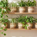 AceOrbit 6 Pcs Wicker Plant Basket Bulk with Liners Woven Planter Baskets Bulk for Indoor Outdoor Seagrass Plants Woven Wicker Baskets for Flower Pots Cover and Room Decor (Small,Bohemian) - Image 2