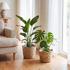 4 Pcs Large Seagrass Planter Basket with Plastic Lining Wicker Planter Basket Weaved Baskets for Plants Laundry Baskets Plant Container Straw Flower Pot for Indoor Outdoor Plants - Image 4