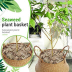Knitgrip Large Wicker Plant Basket with Handle 10 Inch Woven Seagrass Belly Basket and Artificial Moss for House Plants Picnic Grocery Laundry Storage Home Decor(Large,Original,2 Pack) - Image 5