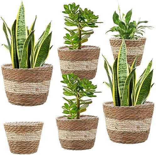 Mumufy 6 Pcs Seagrass Planter Basket Hand Woven Flower Pot Cover, Novel by Mumufy